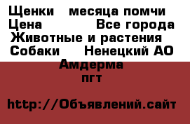 Щенки 4 месяца-помчи › Цена ­ 5 000 - Все города Животные и растения » Собаки   . Ненецкий АО,Амдерма пгт